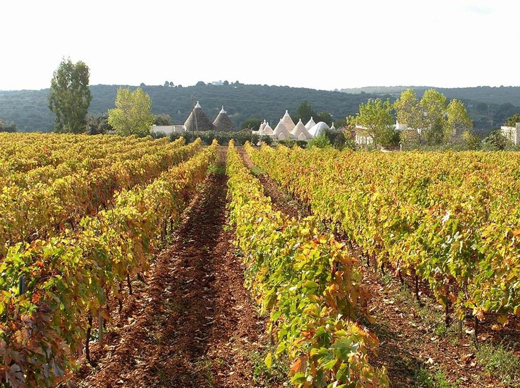 een veld met rijen groene planten erin bij Agriturismo Zizzi in Ceglie Messapica
