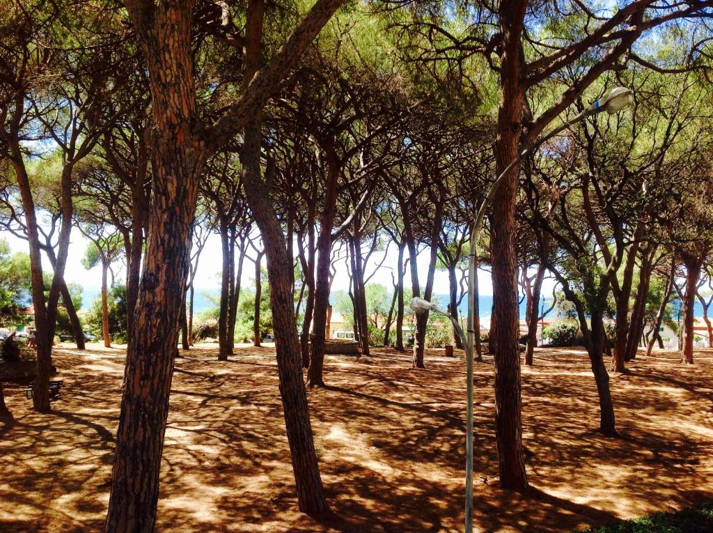 a group of trees in a park with a field at Via Cimarosa in Follonica