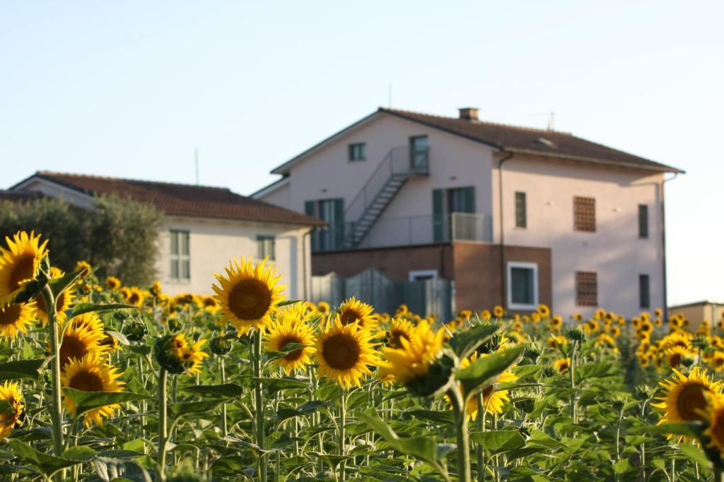 MontecastrilliにあるLa Collina del Girasoleの家の前のひまわり畑