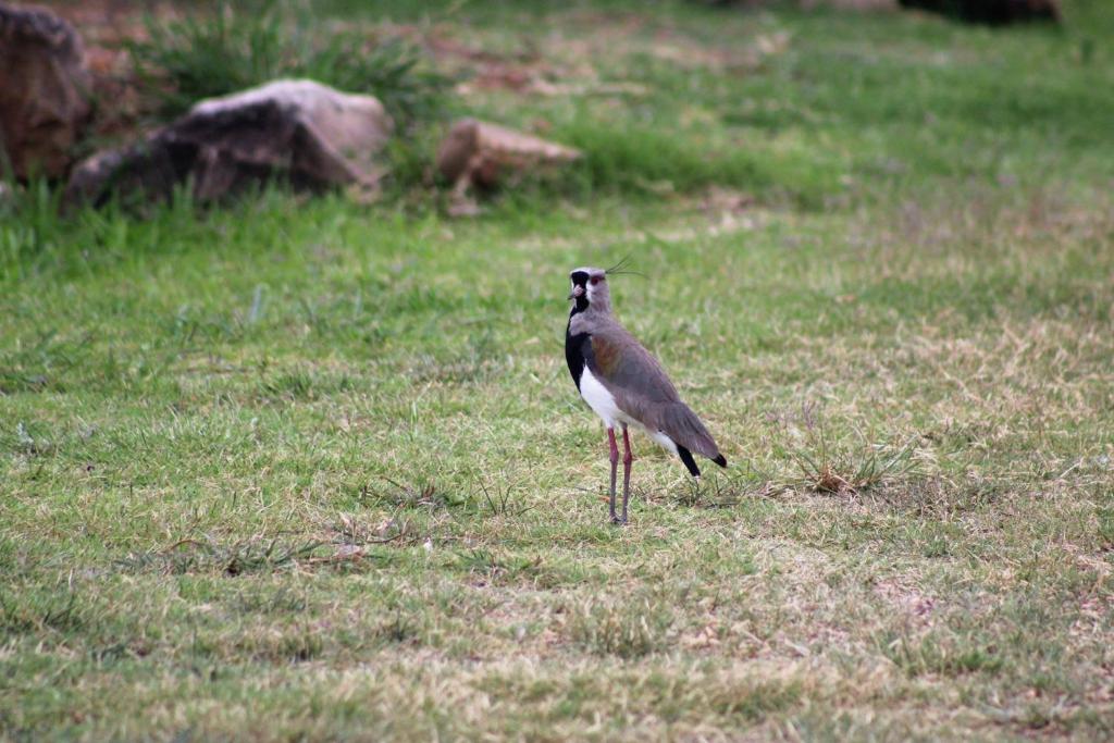 Animales en la casa de vacaciones o alrededores