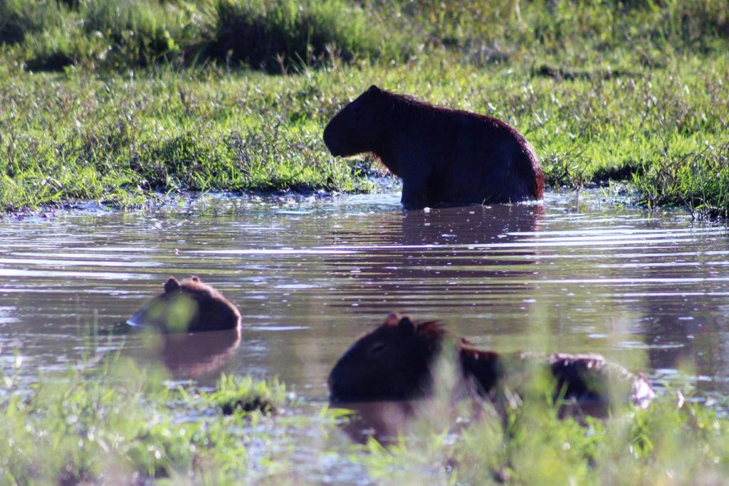 Animales en la casa de vacaciones o alrededores