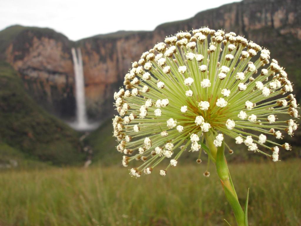 Una flor blanca en un campo con una cascada al fondo. en Pousada Tabuleiro Eco, en Conceição do Mato Dentro