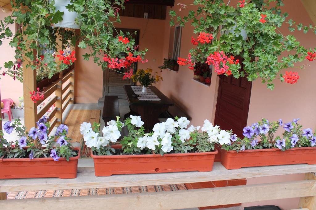 un bouquet de fleurs en pots sur une terrasse couverte dans l'établissement Casa Andreia, à Gura Humorului