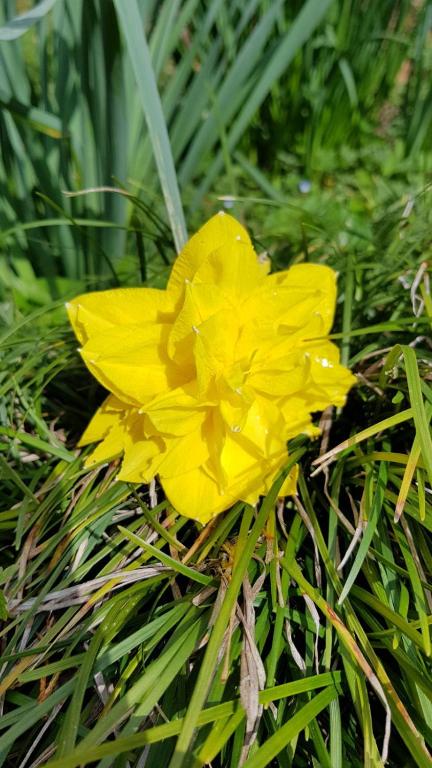 a yellow flower is sitting in the grass at Villa del Cigno in Lecco