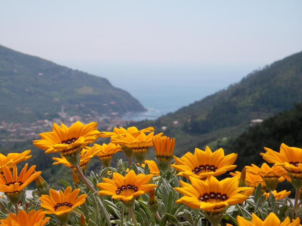 a field of yellow flowers with mountains in the background at L'Antico Borgo B&B in Levanto