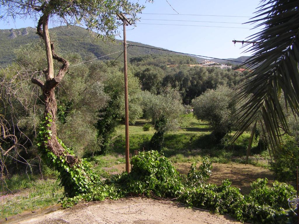 a view of a field with trees and a telephone pole at Milos Studios in Parga