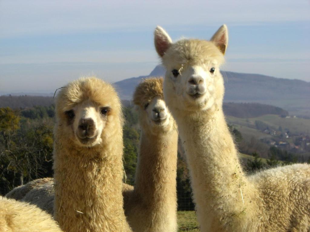 three llamas standing on top of a hill at Alpaka-Ferien in Wiechs am Randen