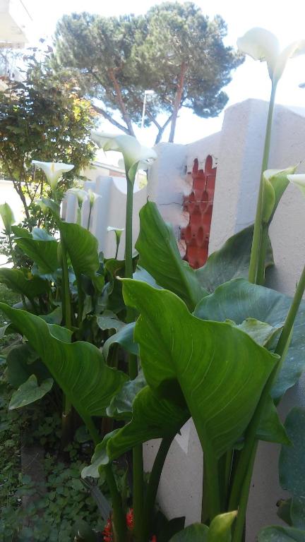 Ogród w obiekcie Florinda B&B Viareggio