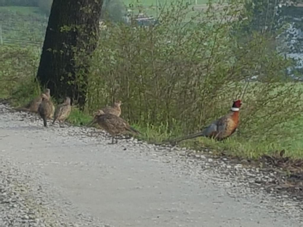 Zwierzęta w pensjonacie lub w pobliżu