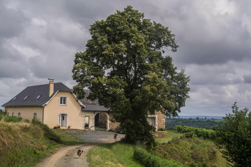 Ein Baum auf einem Hügel neben einem Haus in der Unterkunft Pesaulhé in Monein