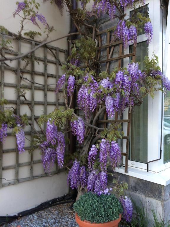 Zahrada ubytování Hotel Vezzano