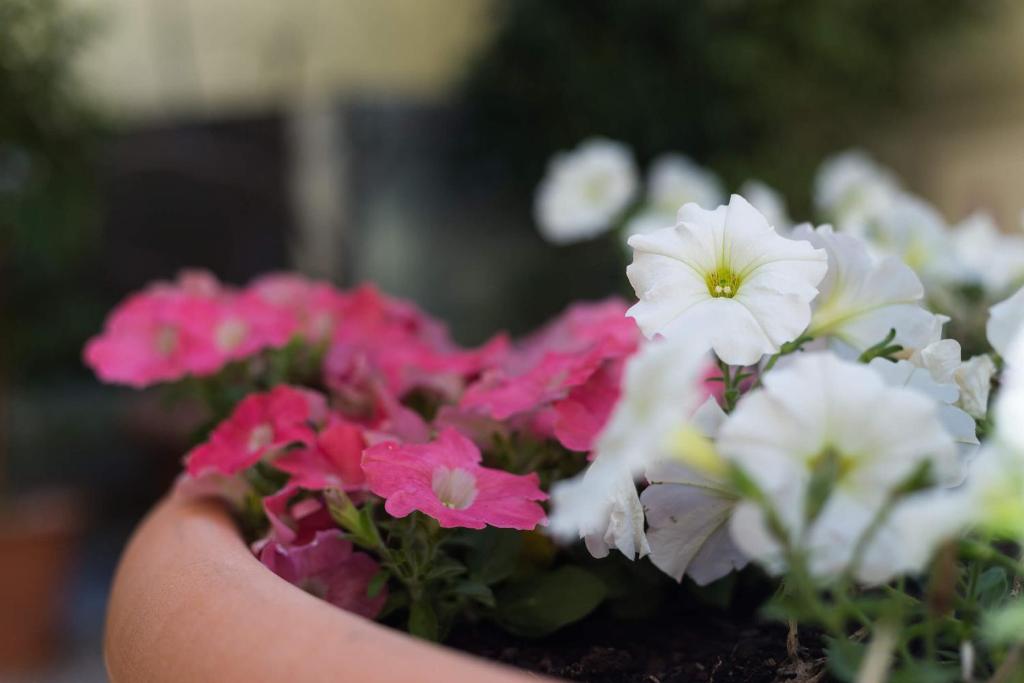 Hotel Florescente - Resim 25