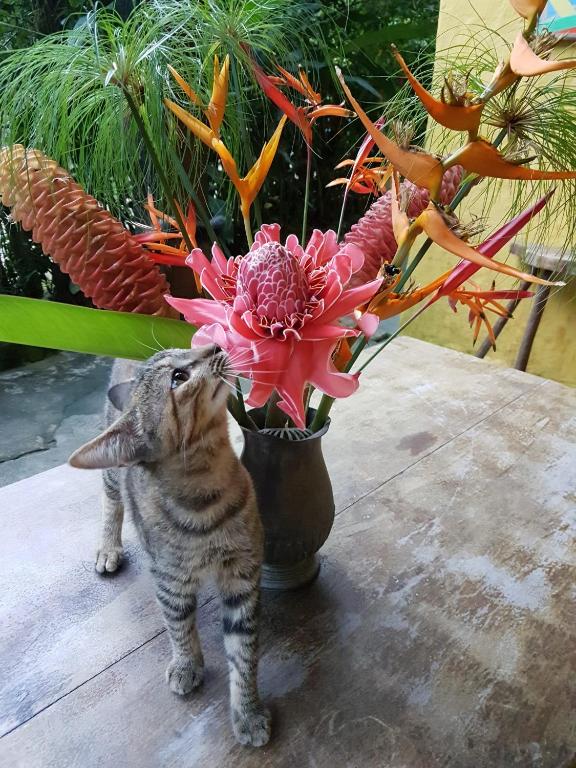  Pousada Canto da Cachoeira