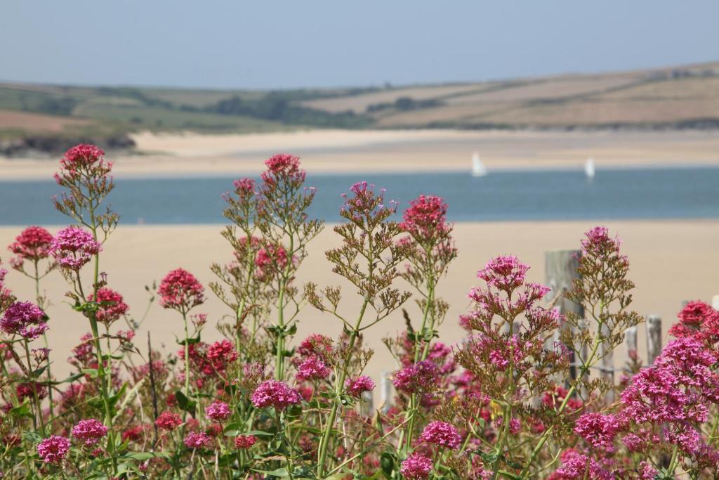 a field of pink flowers in front of a beach at St Moritz Hotel and Cowshed Spa in Polzeath