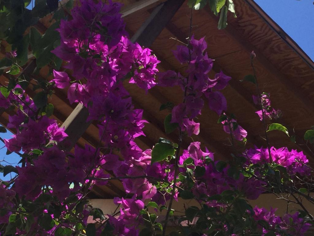 Zahrada ubytování Creole house 2 bedrooms with garden Best View Rodney Bay 21