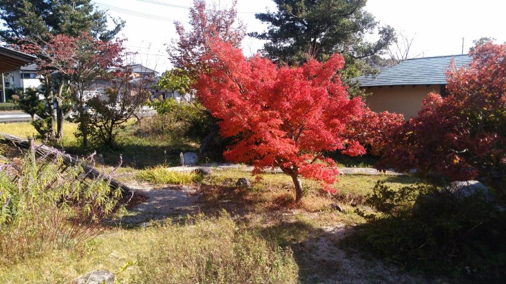 a tree with red leaves in a yard at Wakihonjin in Kikugawa