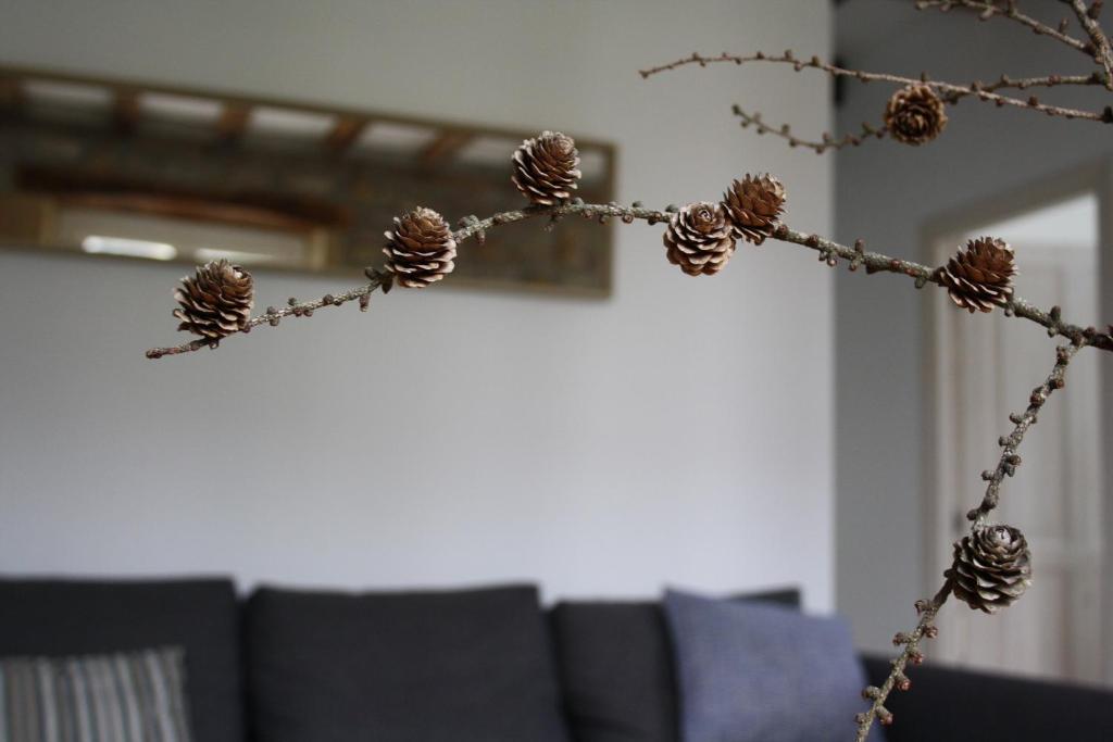 a branch of a tree with pine cones on it at Eguzkilorea in Hondarribia