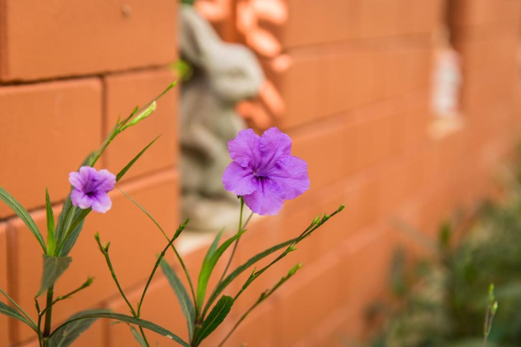a plant with purple flowers next to a brick wall at Lamai Coconut Beach Resort in Lamai