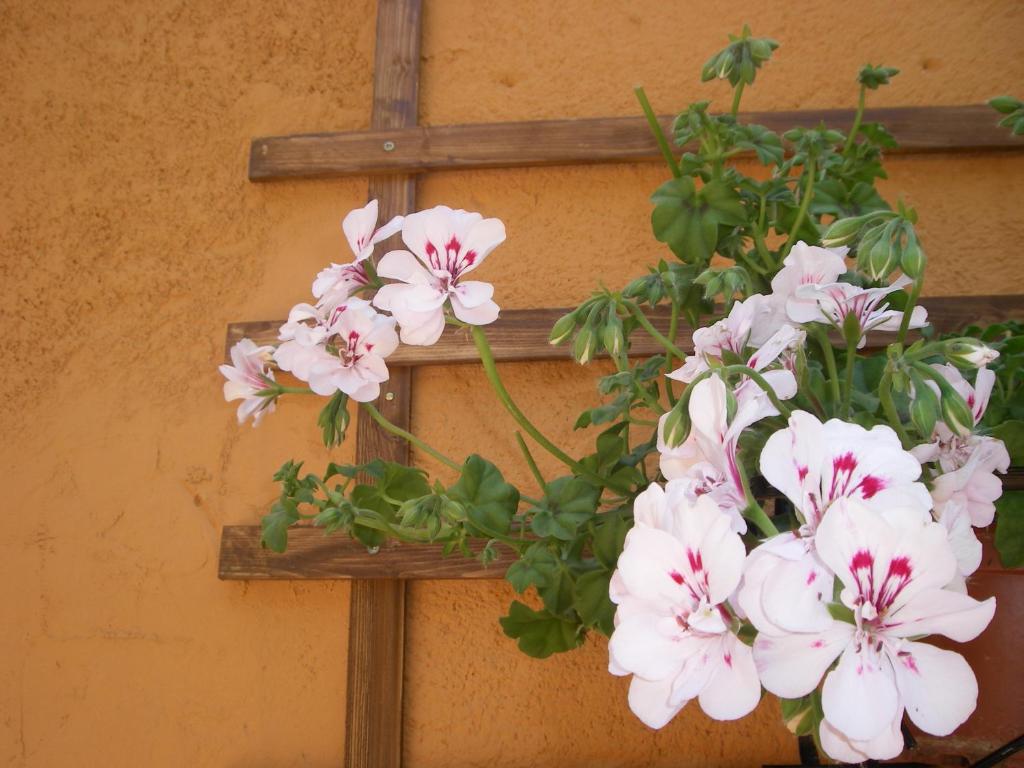 Zahrada ubytování La terrazza del borgo