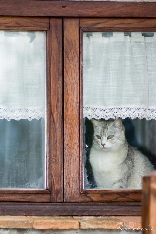 Domácí mazlíčci ubytovaní s hosty v ubytování Agriturismo Selvella