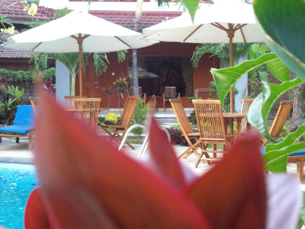 a red flower in front of a pool with chairs and umbrellas at Hotel My Lovina in Lovina