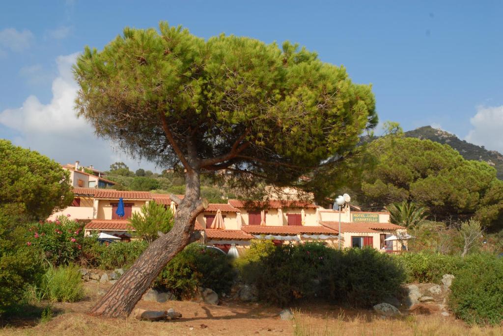 een grote dennenboom voor een huis bij Motel Logis d'Abartello in Olmeto