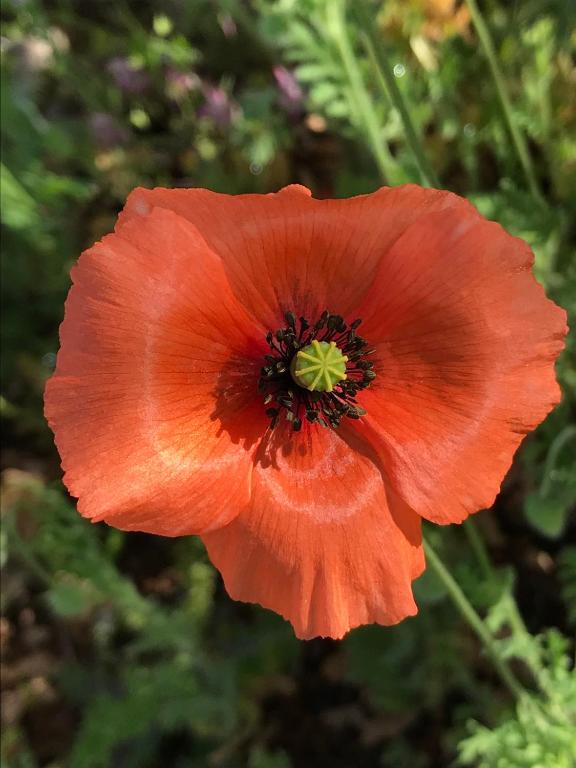 Herdade do Ananás - 18