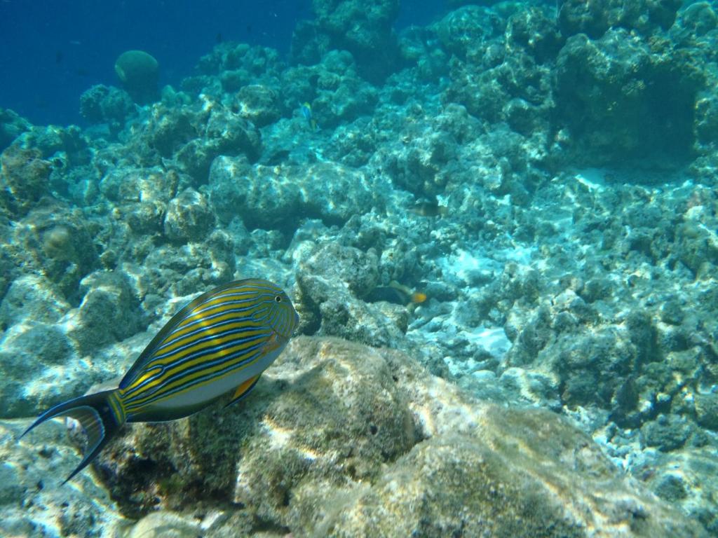 a fish swimming over a coral reef at Bali Dream House in Amed