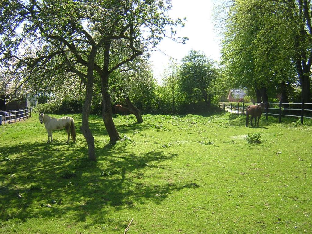 a group of horses standing in a field with a tree at Fördefarm-Natura in Westerholz