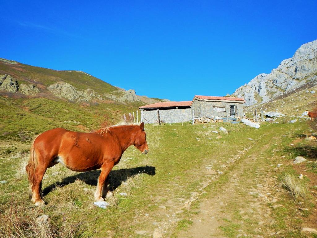 Animales en el hostal o pensión o alrededores