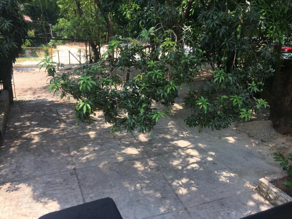 Zahrada ubytování Hotel Sevilla Palenque