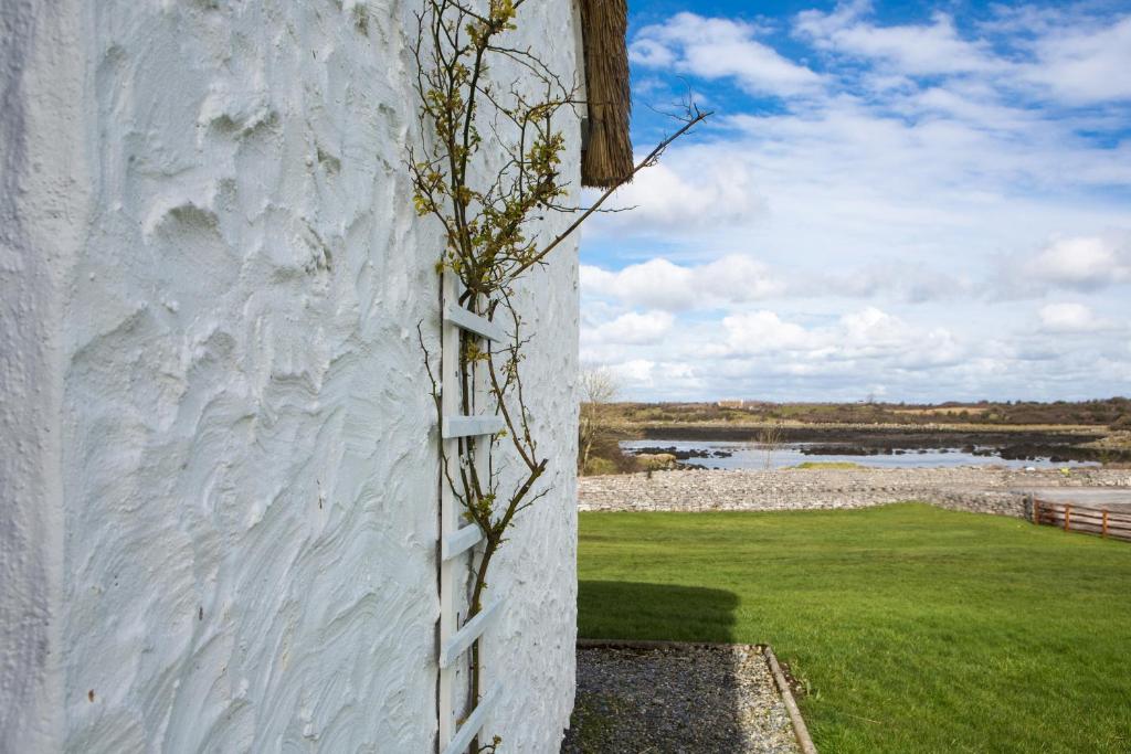 a white wall with a plant growing on it at Dunguaire Thatched Cottages in Galway
