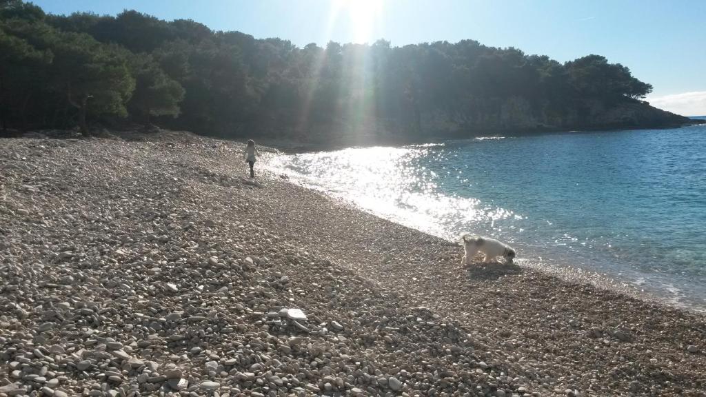 una persona y un perro caminando en una playa rocosa en Kuća Roza, en Rukavac