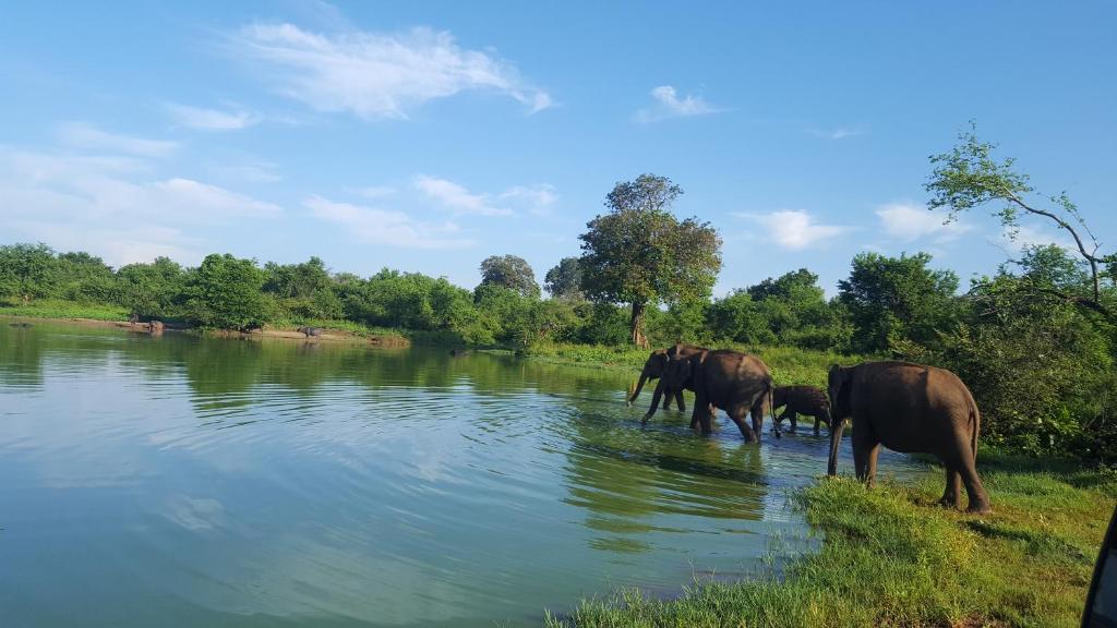un grupo de elefantes caminando a través de un río en Kuma Safari Lodge, en Udawalawe