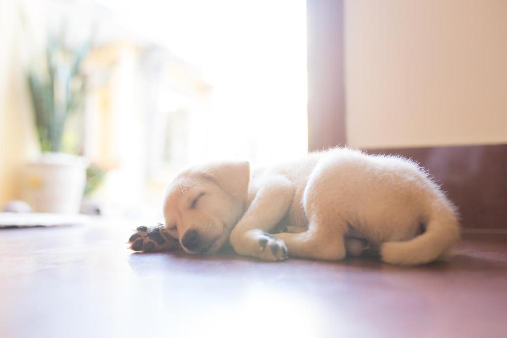 Le Robinet Homestay - 6