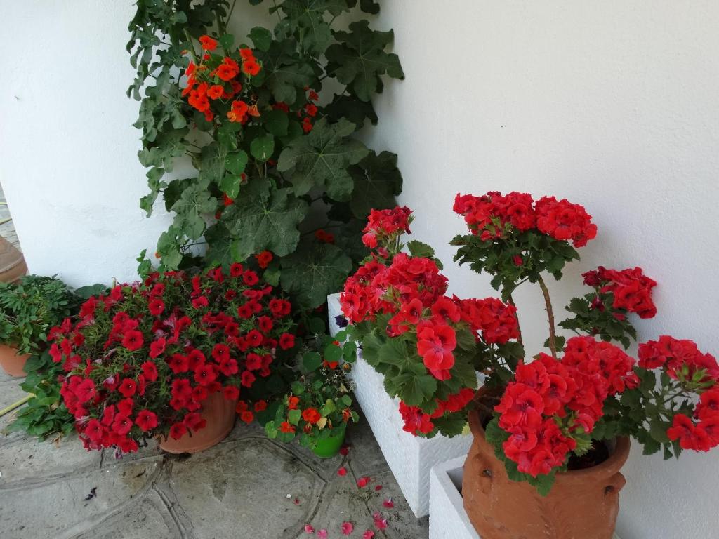 A garden outside Christakos Apartments