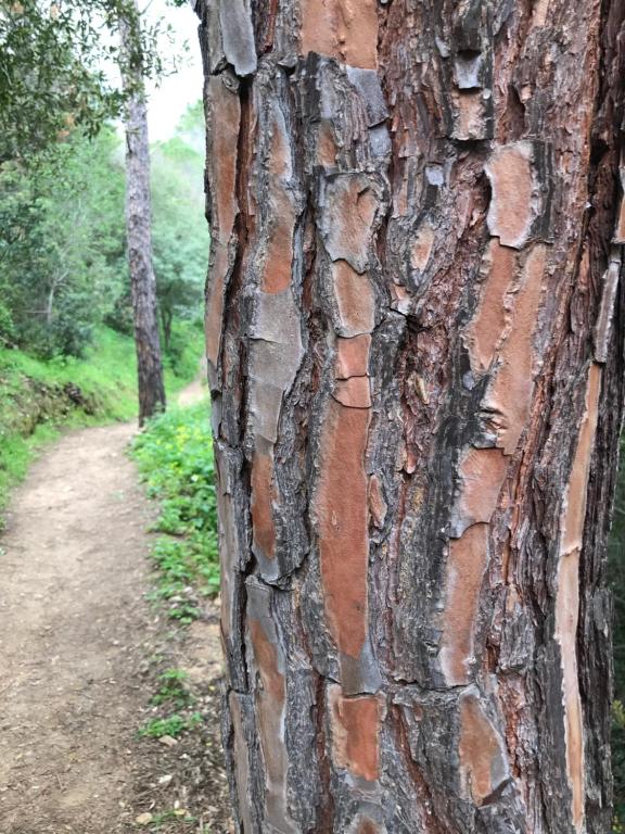 um tronco de árvore ao lado de uma estrada de terra em Casa Erta Castello em Santu Lussurgiu