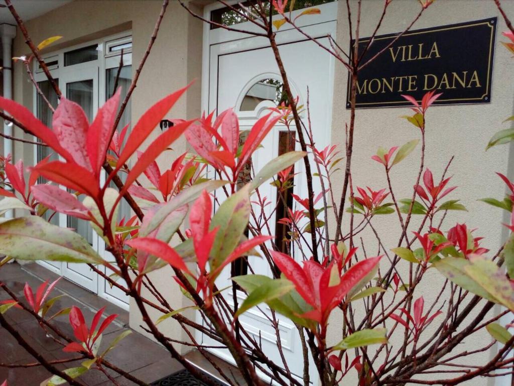 een plant met rode bloemen voor een gebouw bij Villa Monte Dana in Zwanenburg