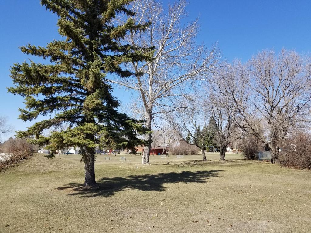 a pine tree in a field of grass at Melsask Motel in Melville