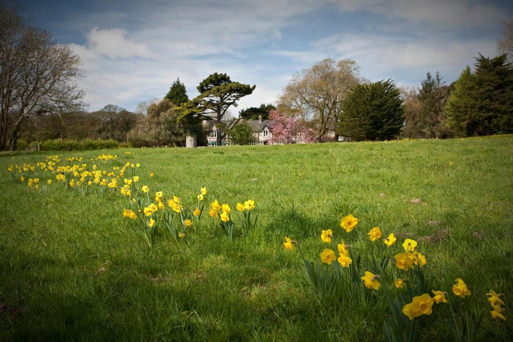 a field of yellow flowers in a field of grass at Parc-Le-Breos House in Penclawdd