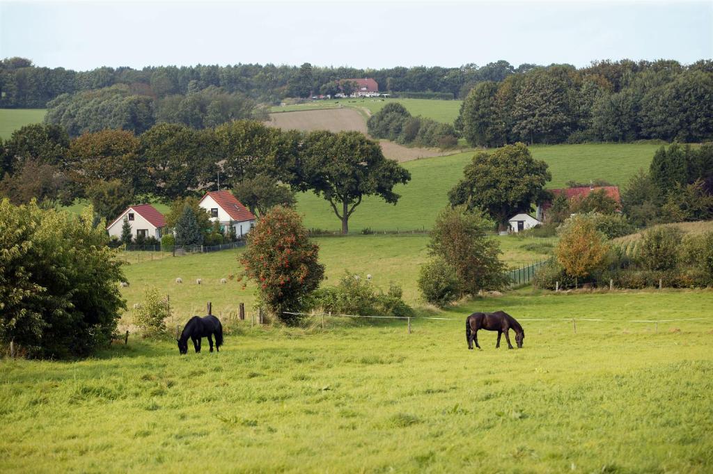 Zvířata v hotelu nebo okolí