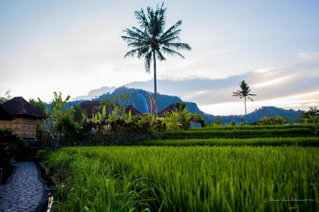 a palm tree in the middle of a rice field at Pelangi Villas Sidemen in Sidemen