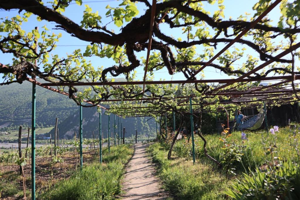 un camino a través de las viñas en una bodega en Chateau Dio, en Ambrolauri