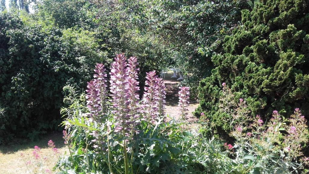 Saint-Aubin-lès-ElbeufにあるLa maisonnette du Jardin Fleuriの紫色の花と木々や茂みのある庭園