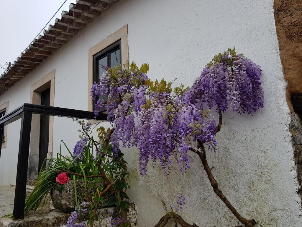 Zahrada ubytování Casa dos Tios