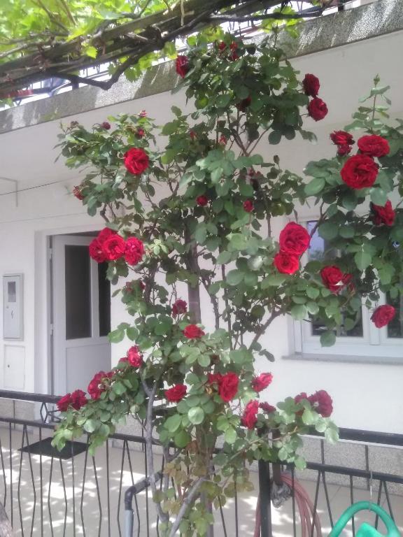 Vonkajšia záhrada v ubytovaní Apartment Skale