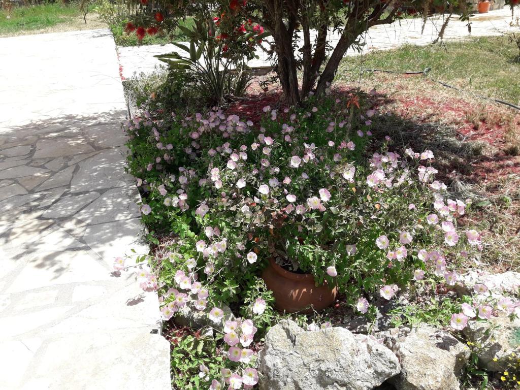 un jardín de flores con flores rosas en una olla en Ammodares, en Lixouri