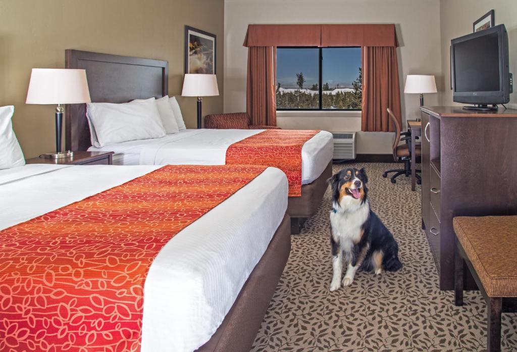 a dog sitting between two beds in a hotel room at Gray Wolf Inn & Suites in West Yellowstone