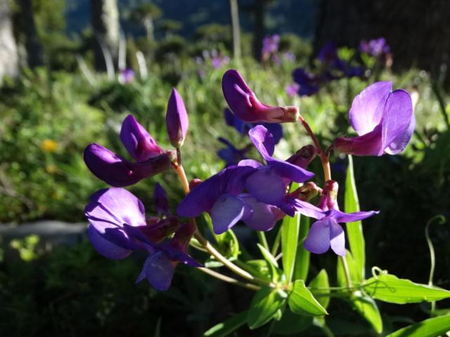 Zahrada ubytování Refugio Las Raices