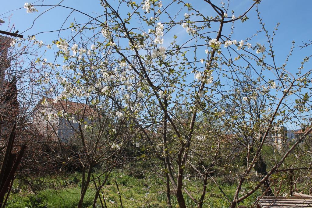 Zahrada ubytování Sobe Tivat